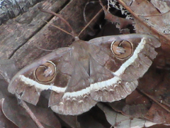 Metopta rectifasciata