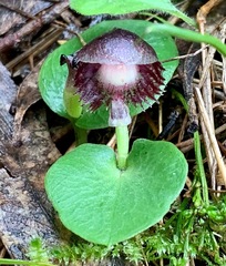 Corybas diemenicus