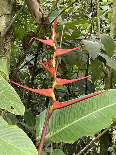 Heliconia sarapiquensis (Heliconia sarapiquensis)