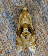 Gynnidomorpha romonana