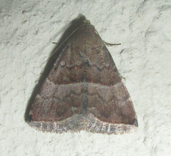 Eublemma bolinia