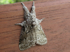 Calliteara argentata