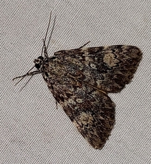 Catocala lineella