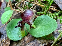 Corybas diemenicus