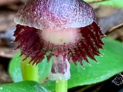 Corybas diemenicus