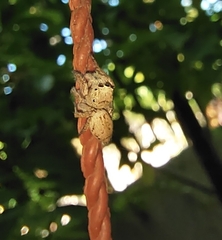 Salticinae