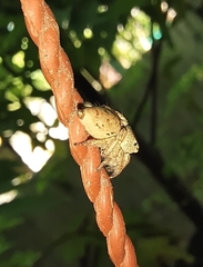 Salticinae
