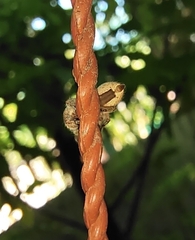 Salticinae
