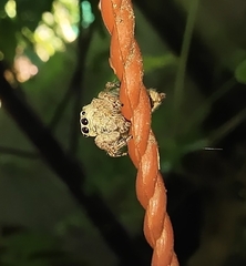 Salticinae