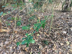 Cyclophyllum barbatum