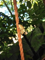 Salticinae