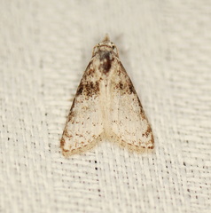 Nola euraphes