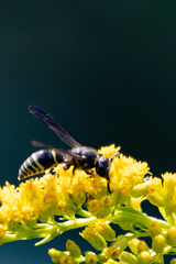 Ancistrocerus antilope