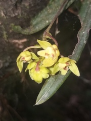 Thrixspermum pygmaeum