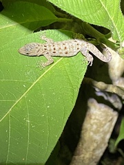 Gonatodes albogularis