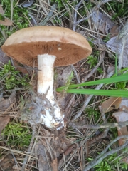 Cortinarius triumphans