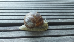 Helix pomatia