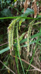 Carex boryana