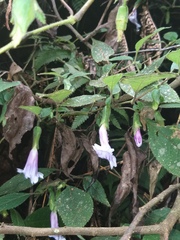 Strobilanthes echinata