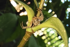 Thomisidae
