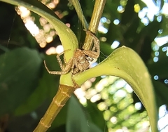 Thomisidae