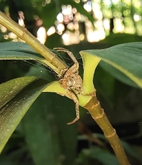 Thomisidae