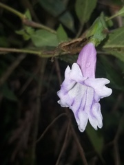 Strobilanthes echinata
