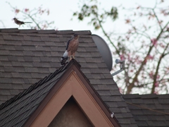 Accipiter cooperii
