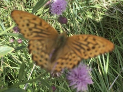 Argynnis paphia