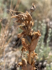 Penstemon cyathophorus