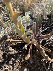 Penstemon cyathophorus