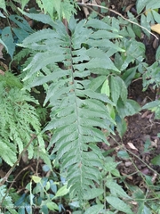 Hymenasplenium excisum