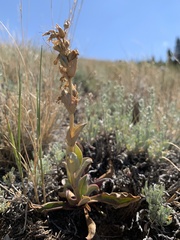 Penstemon cyathophorus