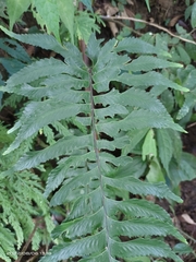 Hymenasplenium excisum