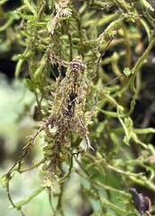 Trychopeplus laciniatus