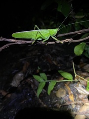 Copiphora brevirostris