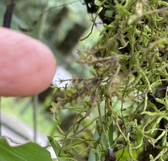 Trychopeplus laciniatus