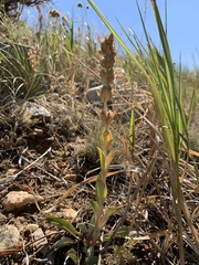 Penstemon cyathophorus