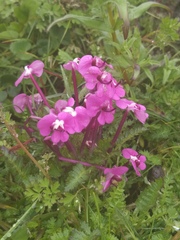 Pedicularis siphonantha