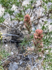 Castilleja praeterita