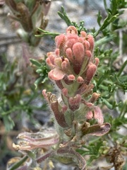 Castilleja praeterita