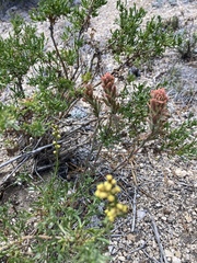Castilleja praeterita