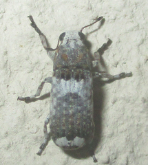 Cylindroides albocinctus