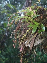 Dendrobium porphyrochilum