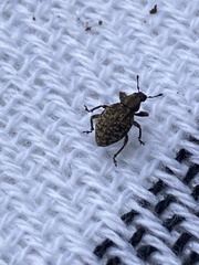 Scepticus griseus