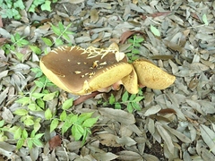 Lanmaoa angustispora