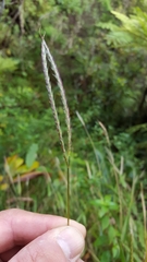 Ischaemum koleostachys