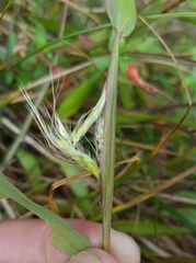 Ischaemum koleostachys