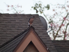 Accipiter cooperii