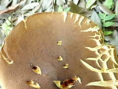 Lanmaoa angustispora